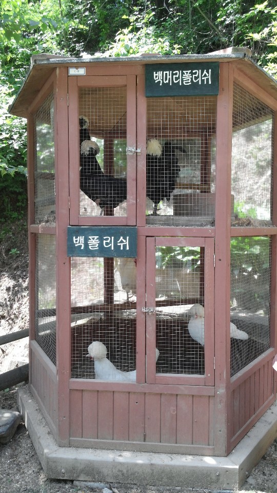오늘은닭이랑 이미지