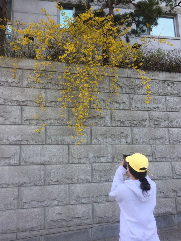 벚꽃식당 이미지
