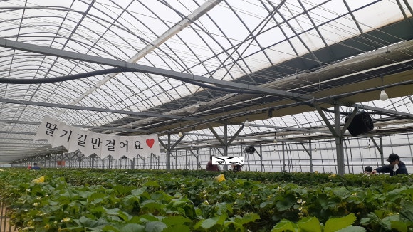 다산딸기수출 이미지