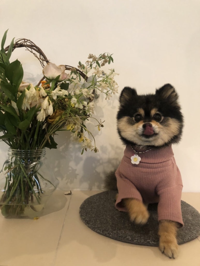 인디퍼피 이미지