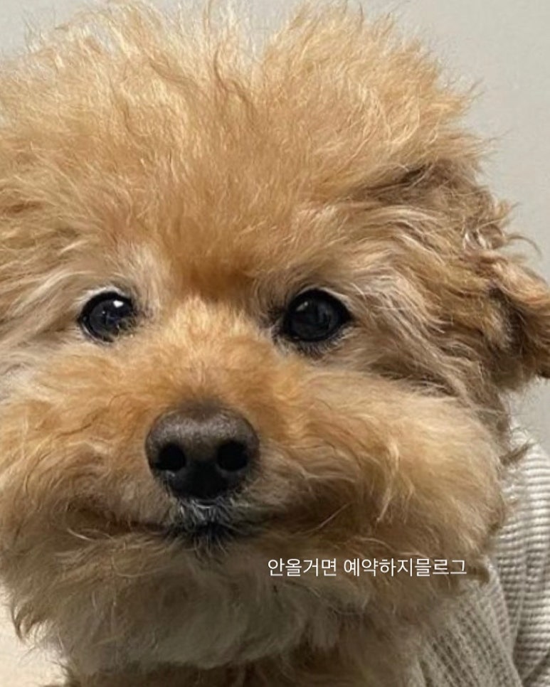 아찌노파파 이미지