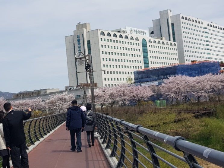 꽃비 이미지