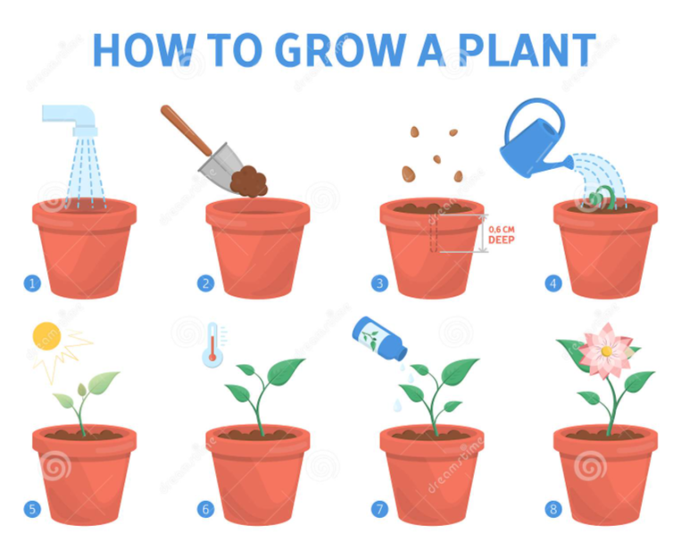 자라다plant 이미지