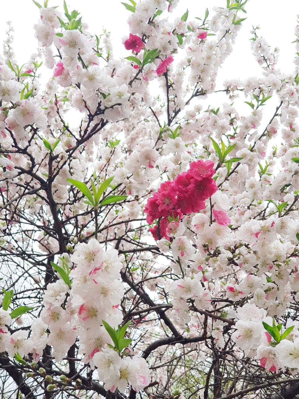 비유화인 이미지
