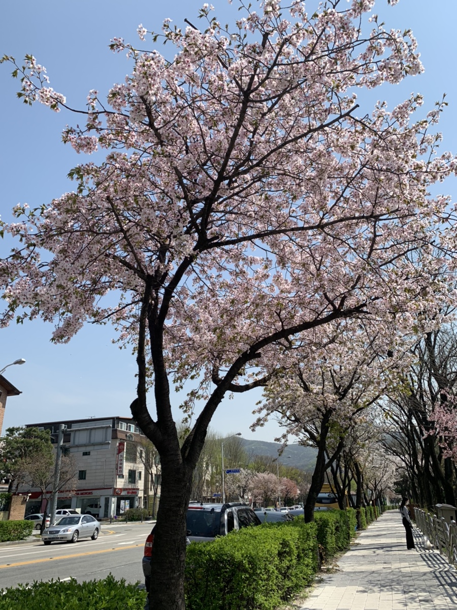 사보레 이미지