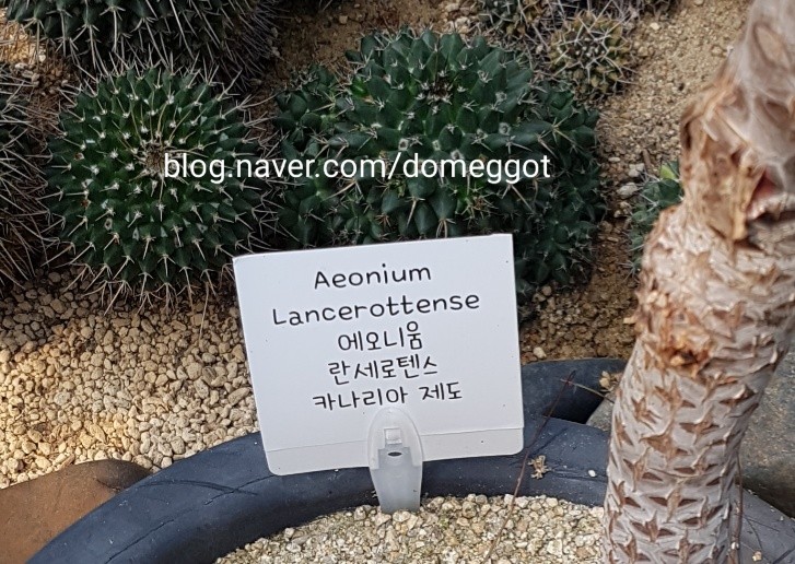 가시와다육이 이미지