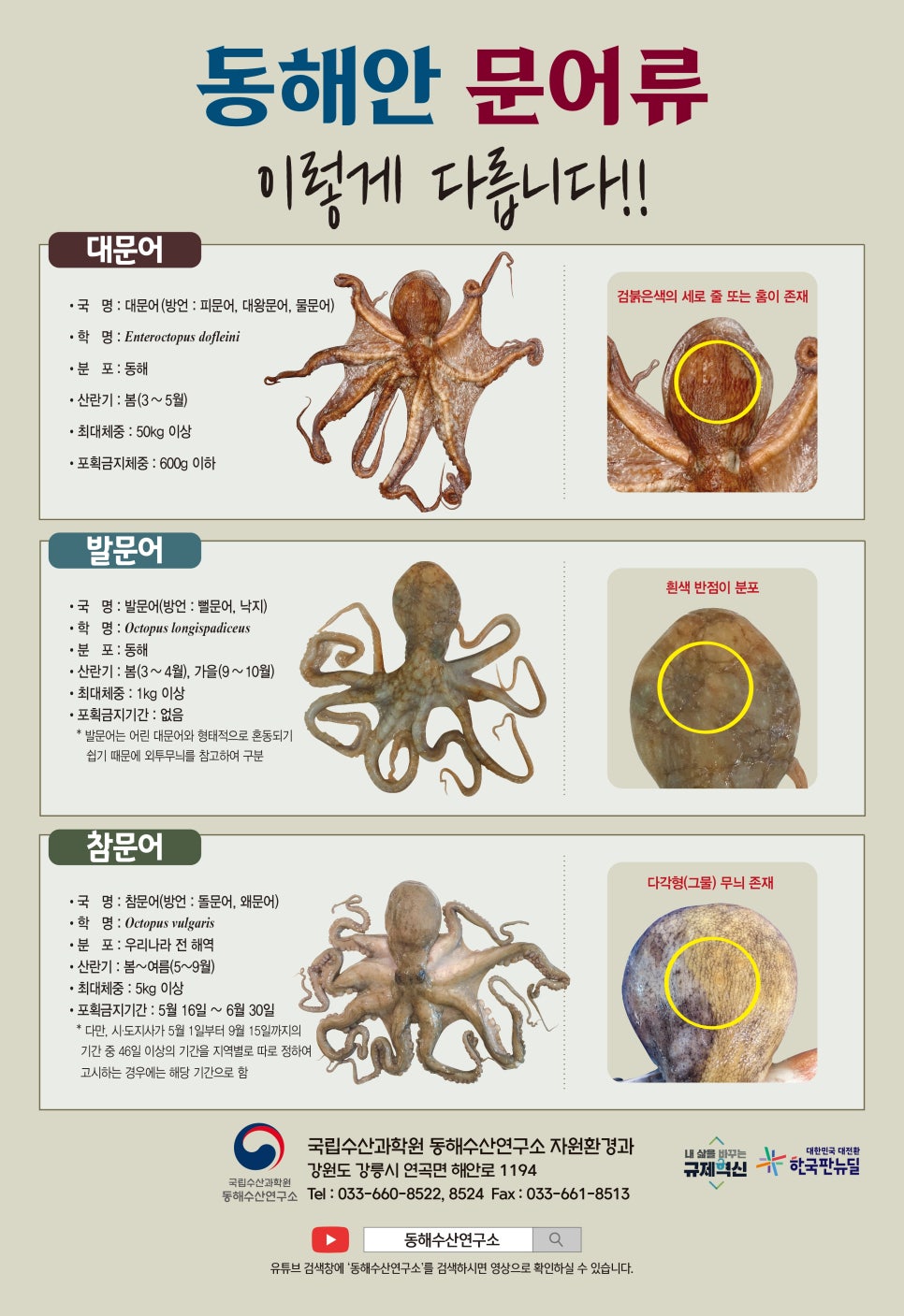 형제문어 이미지