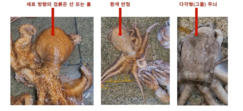 형제문어 이미지