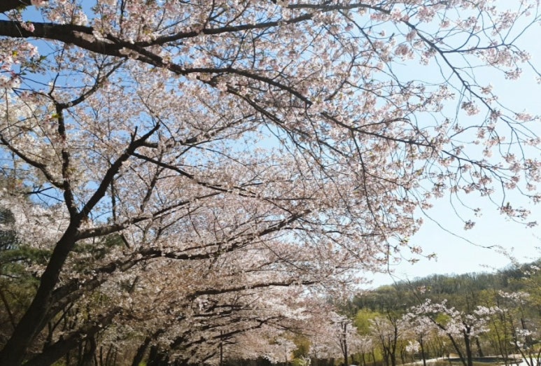 북서울꿈의숲 유아숲체험원 이미지