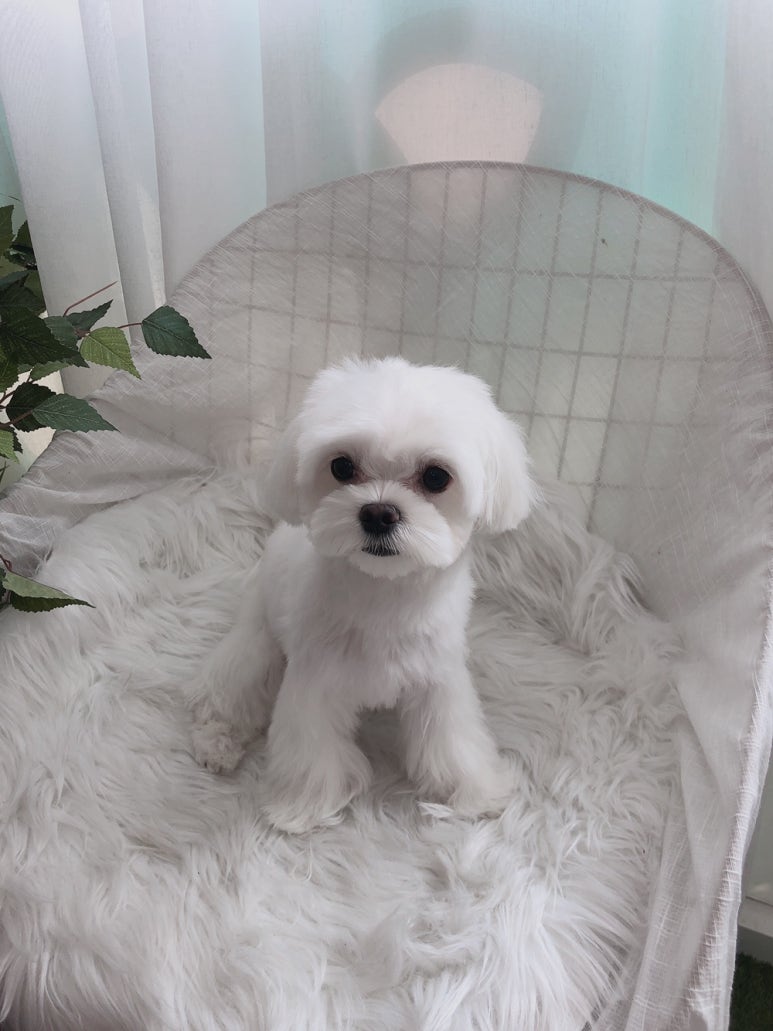 초원샵 이미지