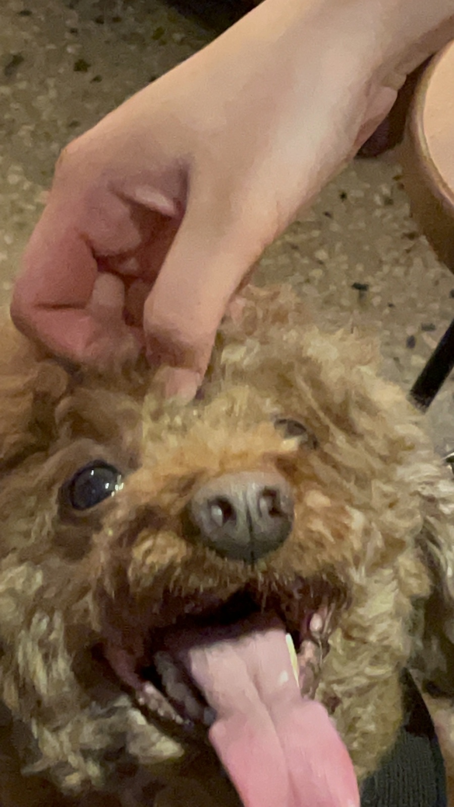 이너멜 이미지