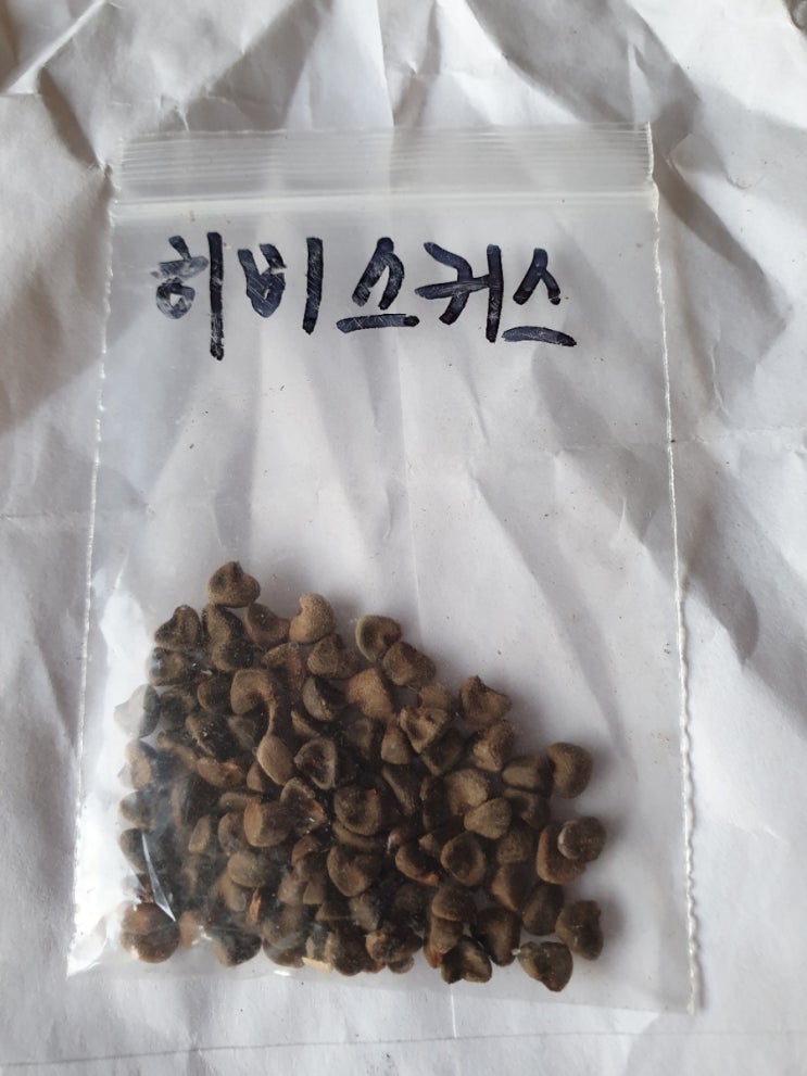 하미우 이미지