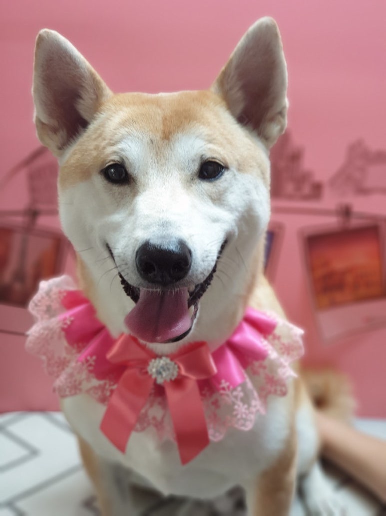 꿈꾸는호두 이미지