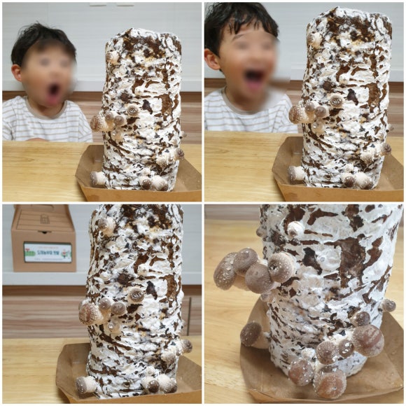 법인청사초롱마을 이미지