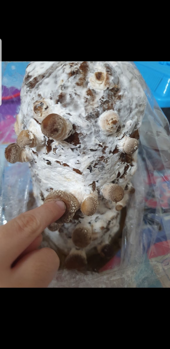 법인청사초롱마을 이미지