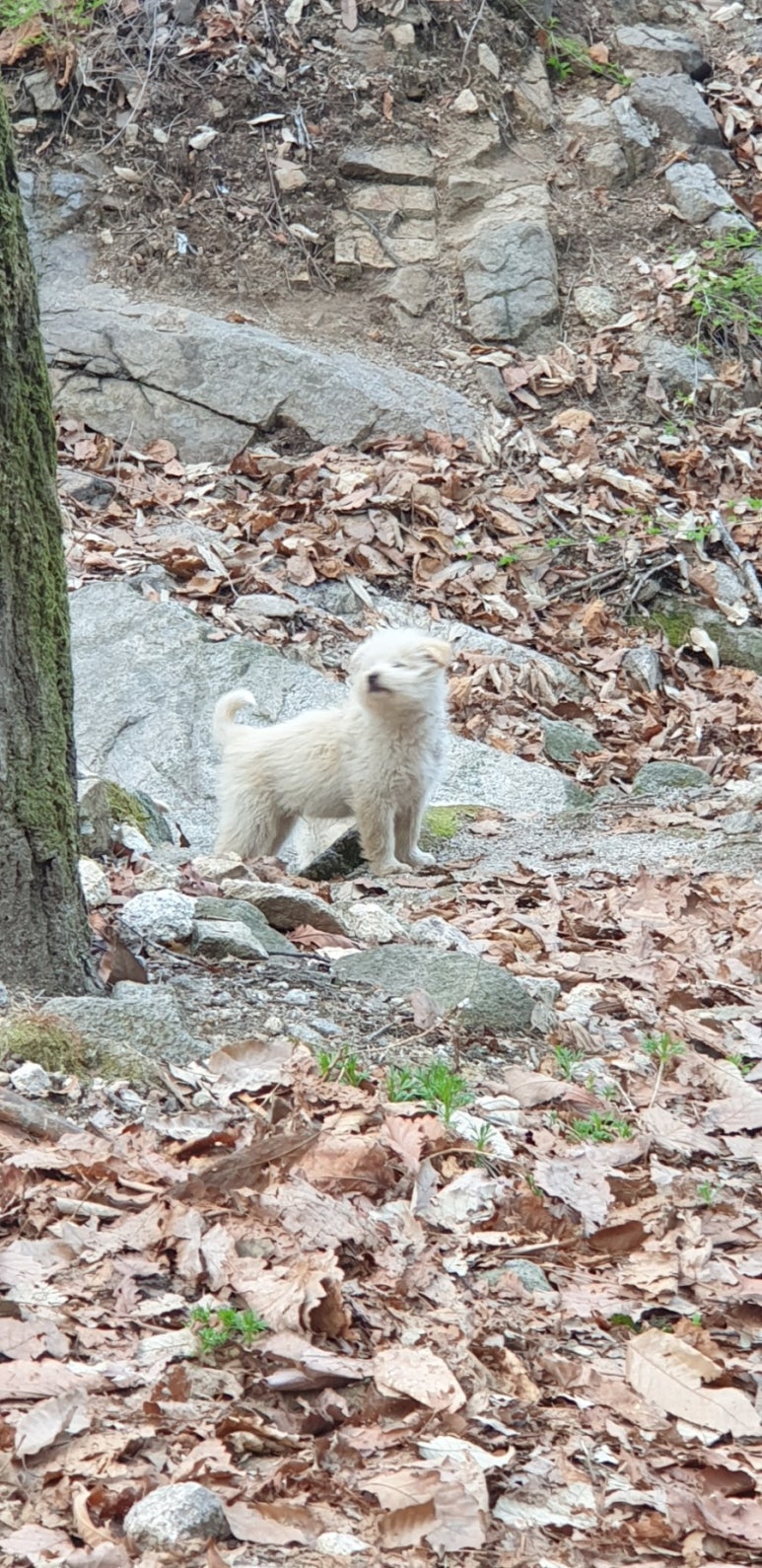 아지도루 이미지