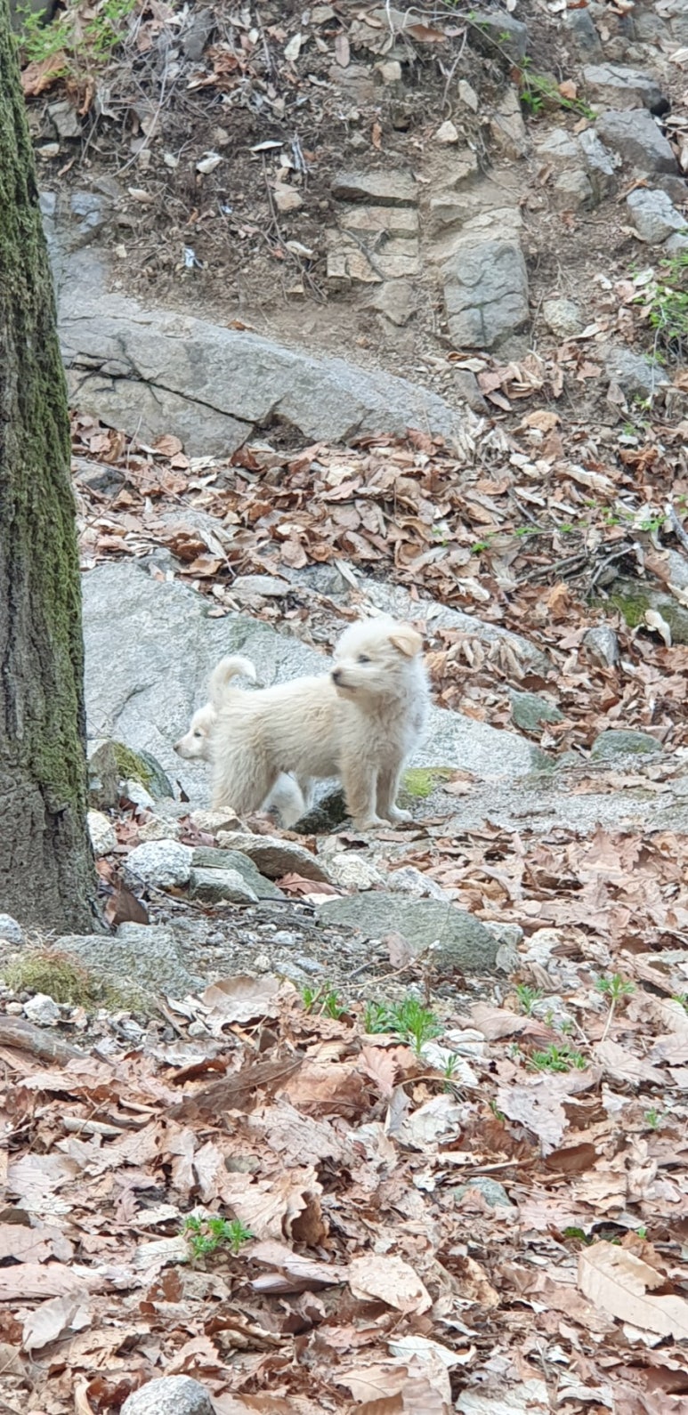 아지도루 이미지