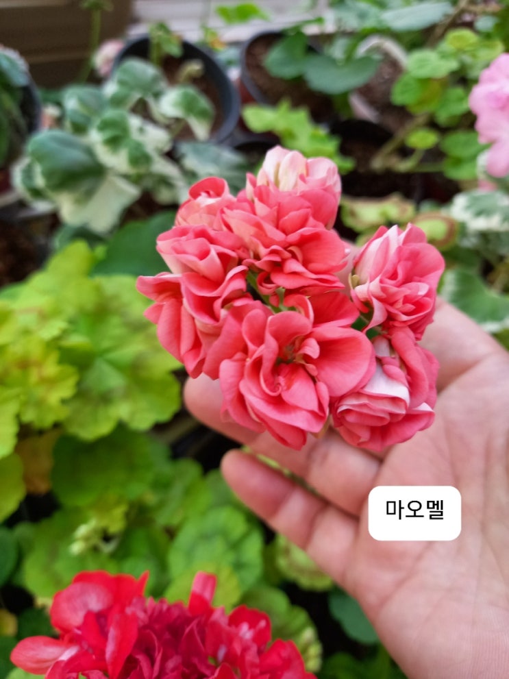 마인스 이미지