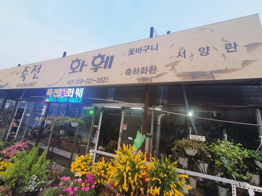 죽전화훼 이미지