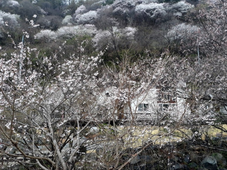 사계펜션 이미지