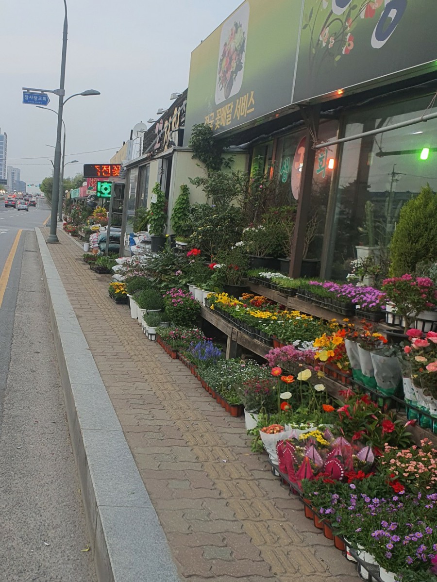 죽전화훼 이미지