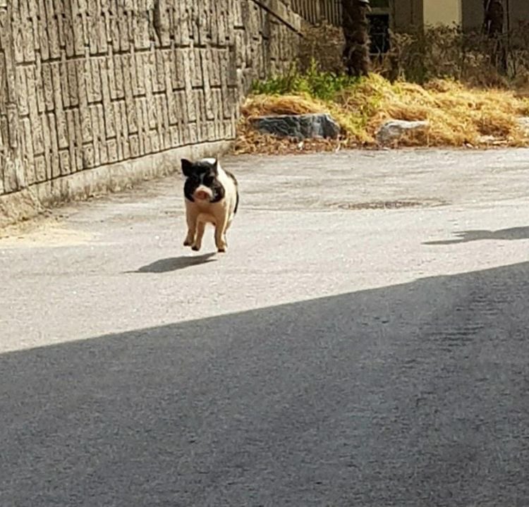 구룡성 이미지