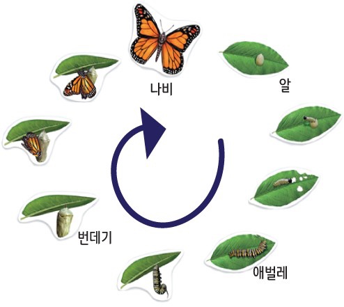 월성짐보리 이미지