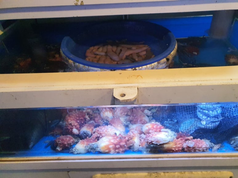 옥동돌문어자연산해산물 이미지