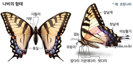 애벌레의꿈 이미지