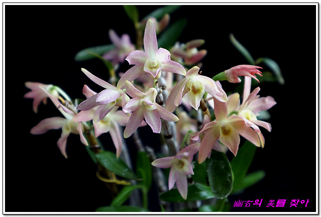 미묘,花 이미지