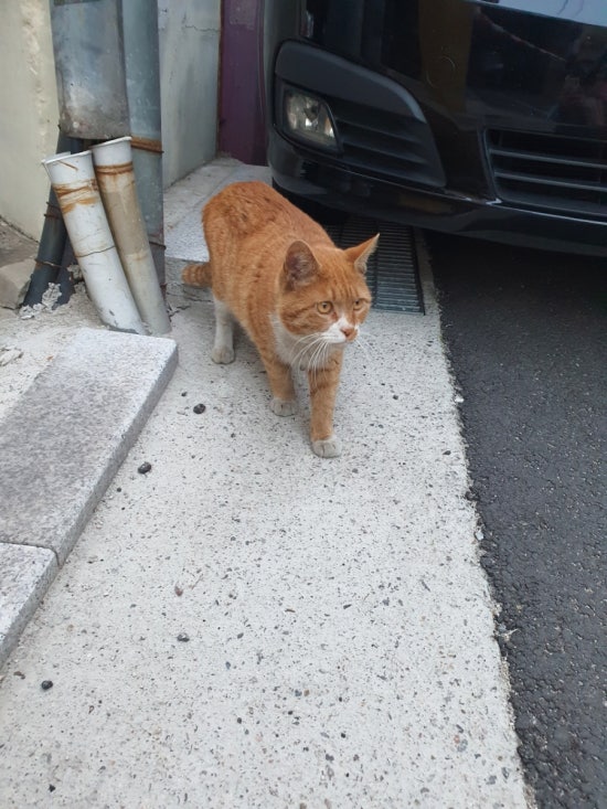 대성닭집 이미지