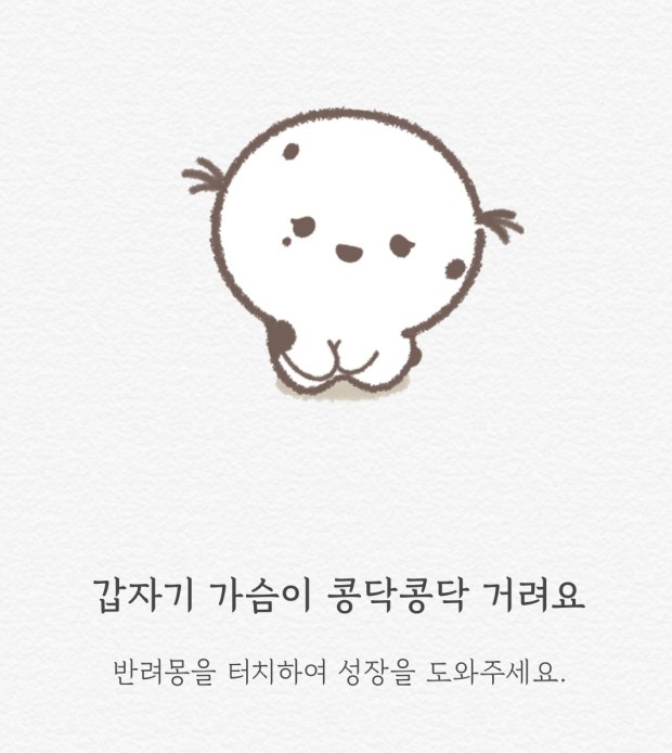 벨라쿠치나 이미지