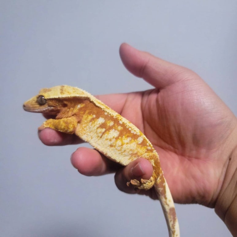 슬로우리 이미지