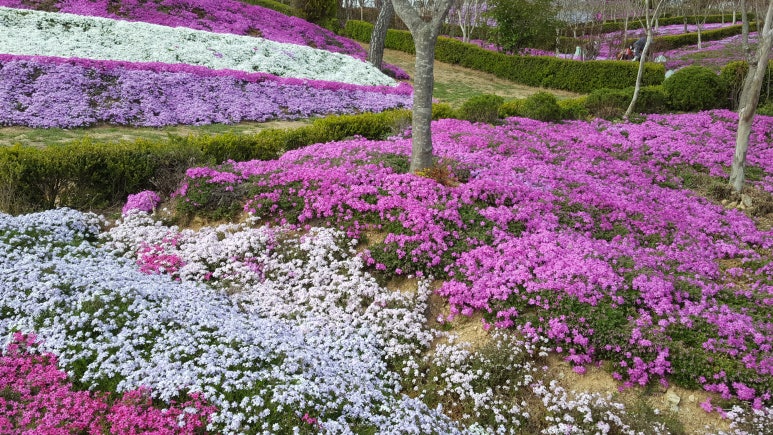 동산잔디 이미지