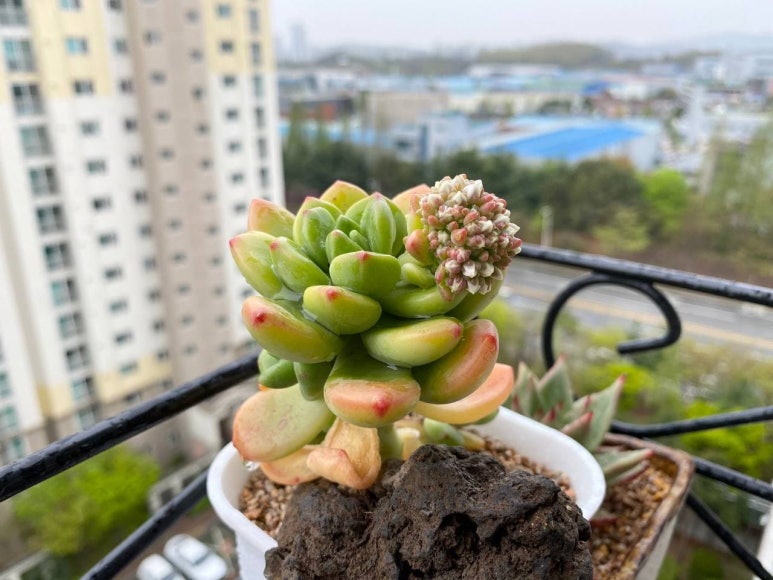 덴트핀다 이미지