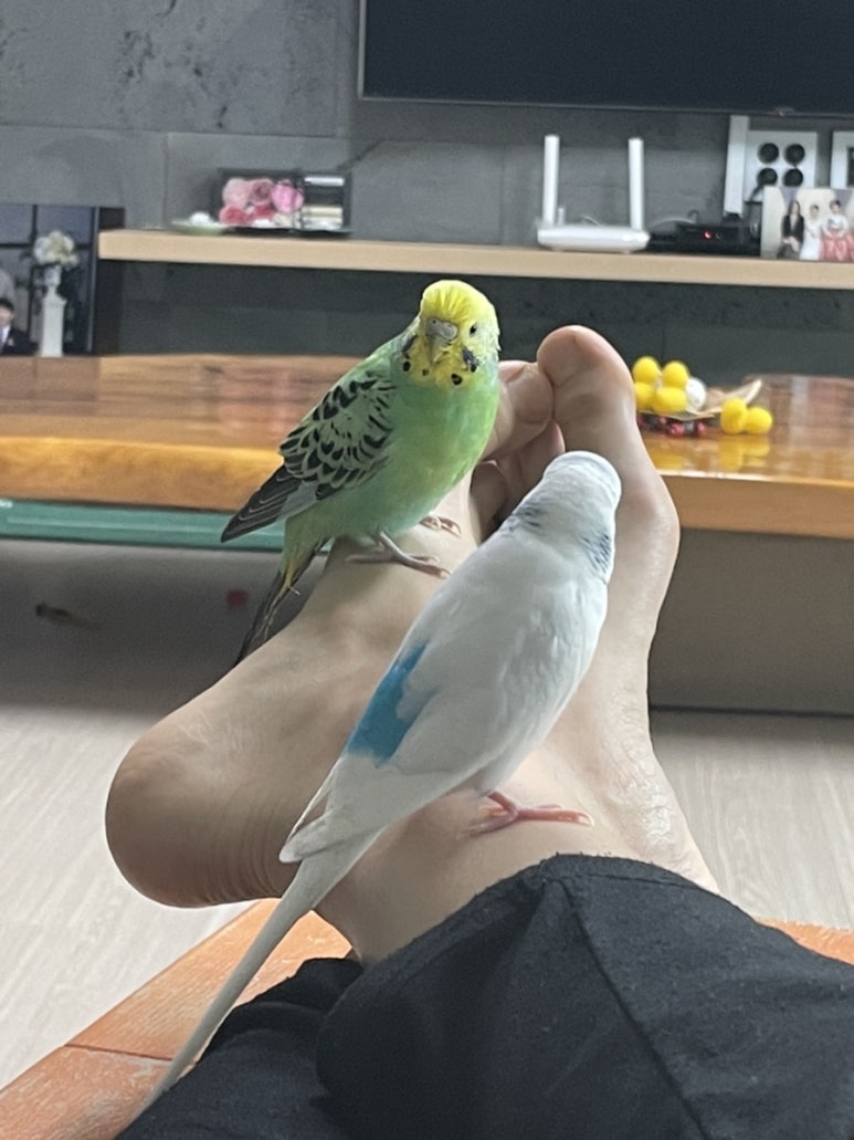 잉꼬헤어 이미지