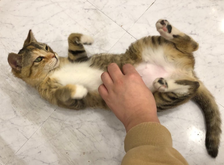 네일츄르 이미지