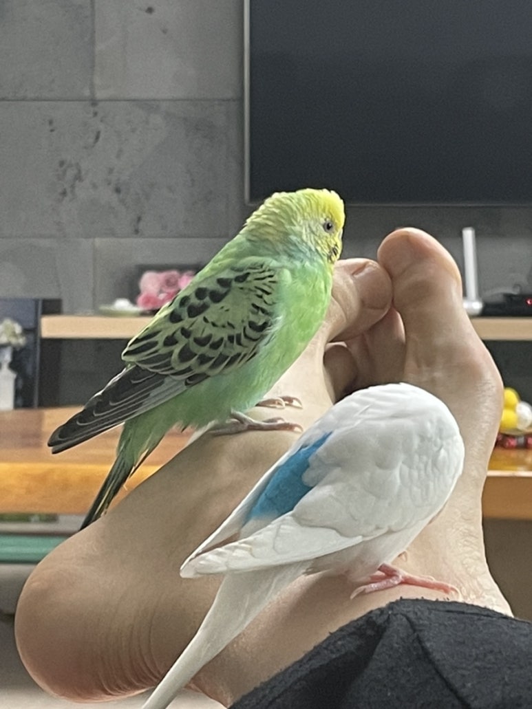 잉꼬헤어 이미지