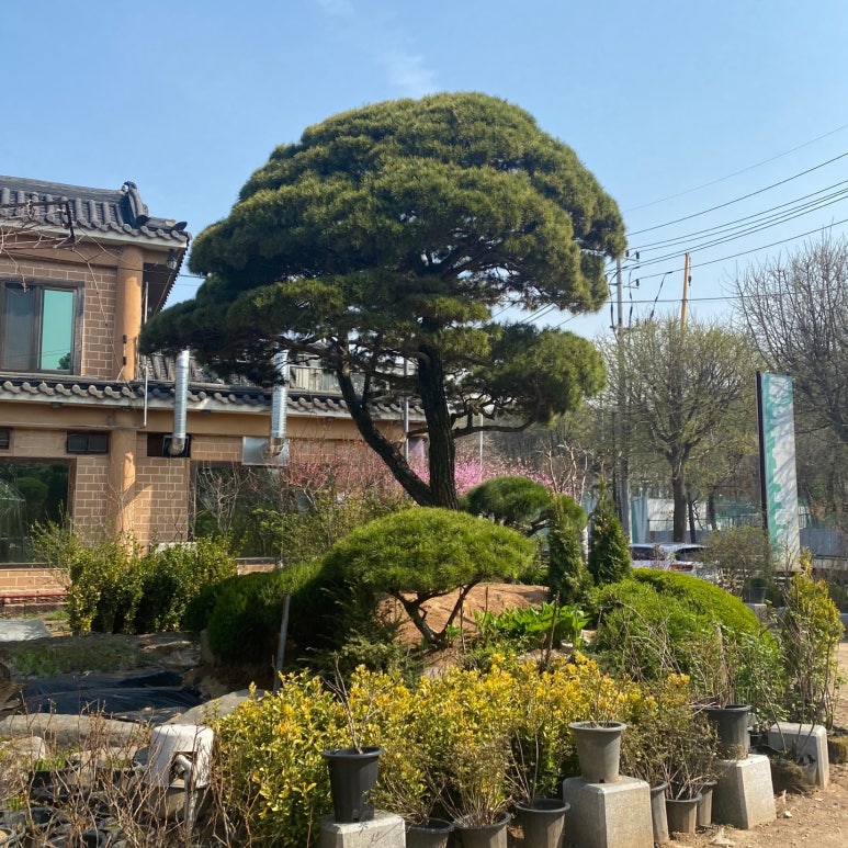 오성장미수목원 이미지