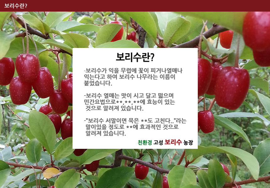 고성보리수 이미지