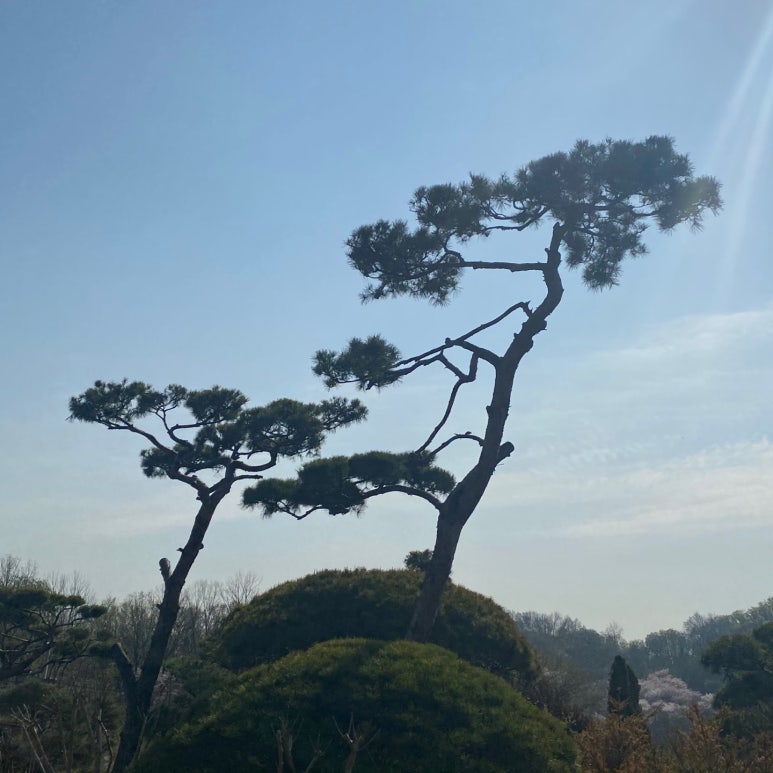오성장미수목원 이미지