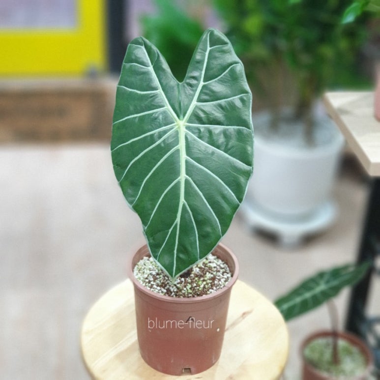 블루메플레르 이미지