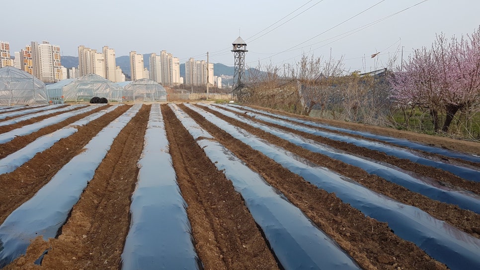 엄마네텃밭 양주로스팅 이미지