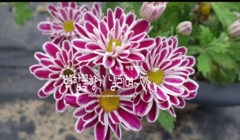 백합선물 이미지