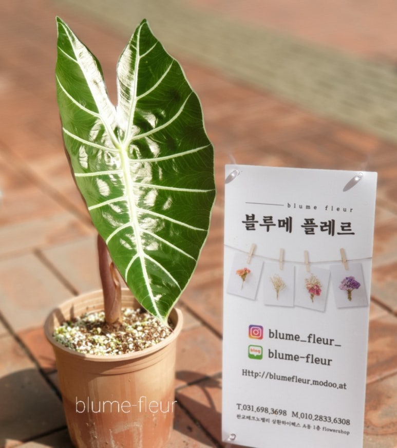 블루메플레르 이미지
