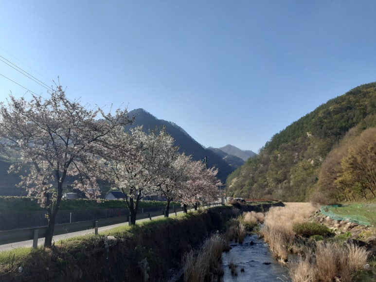 물박달거목 이미지