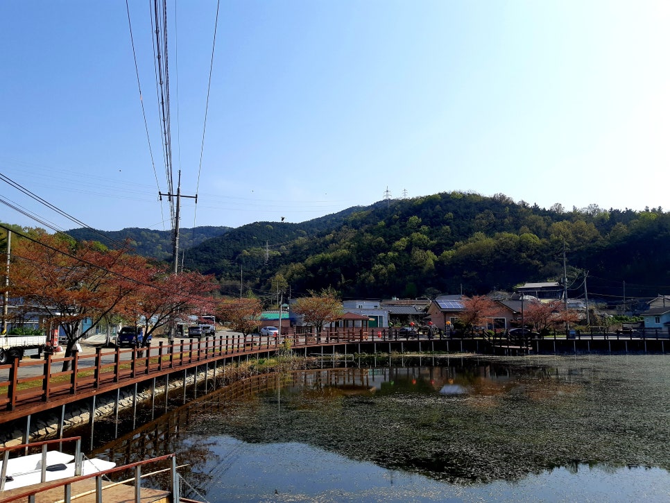 예쁜소나무 이미지