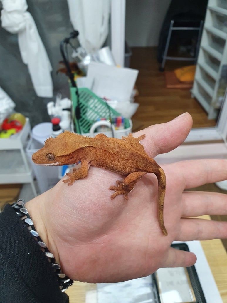 더베스트샵 이미지