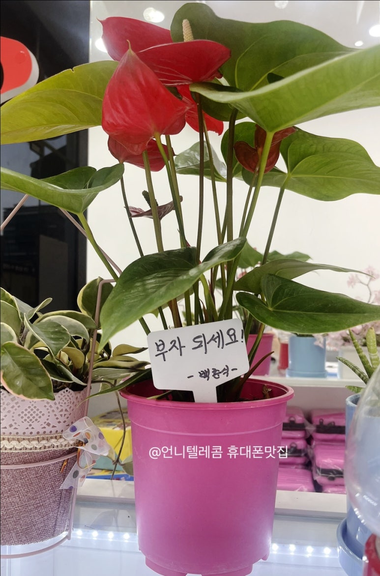 언니텔레콤 이미지