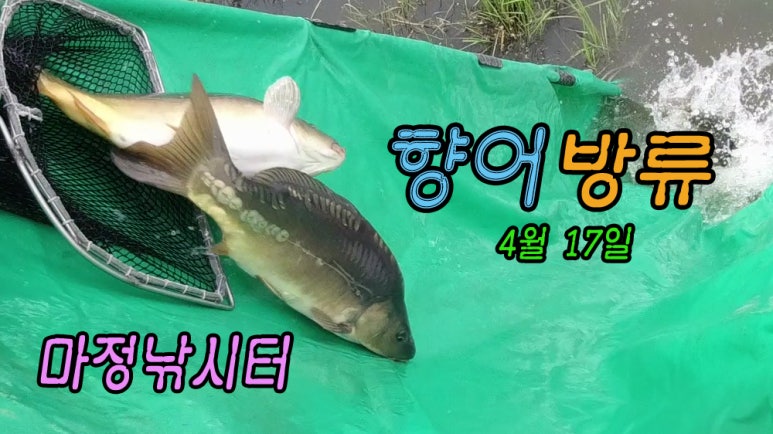 오늘은향어 이미지